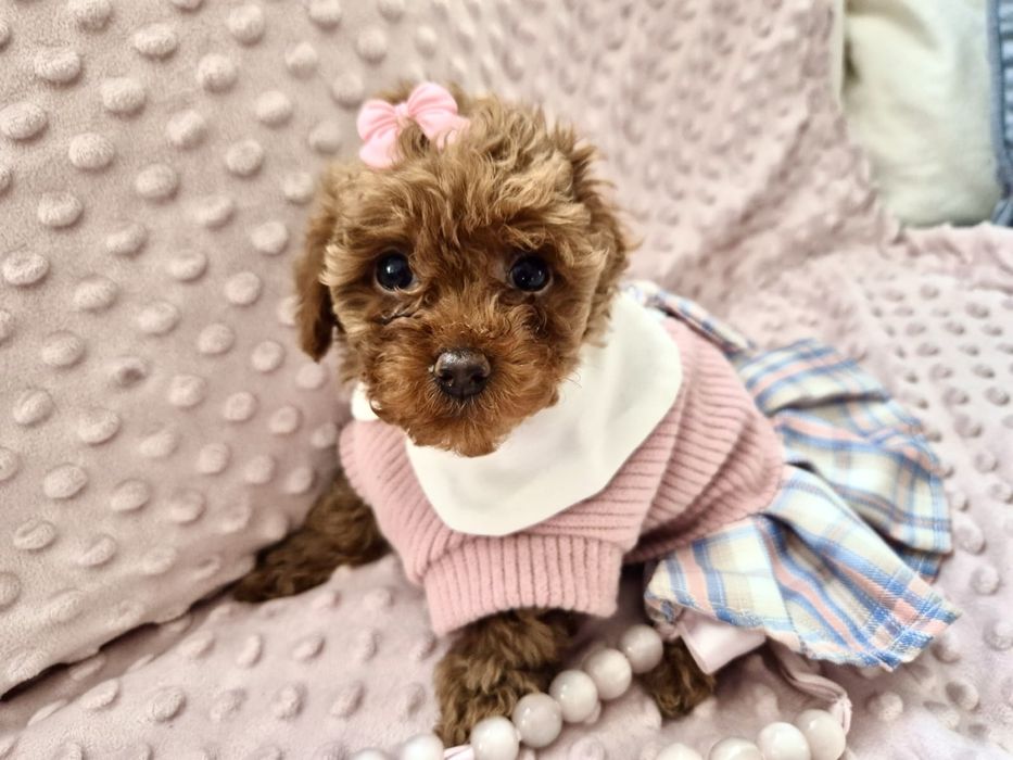 Pudel toy red suczka