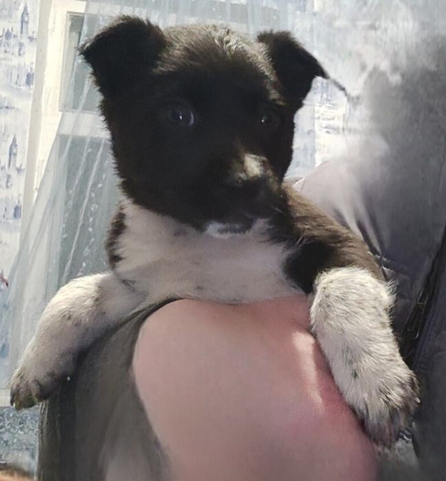 Милі щенята шукають люблячий дім