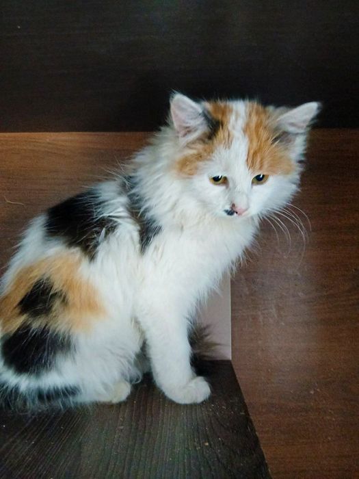 Трехцветный котенок Ляля, 5 месяцев, стерилизована. Ласковая кошка.