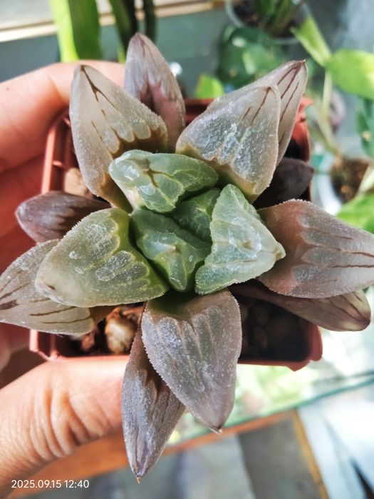 Продам хавортію "Ice city"