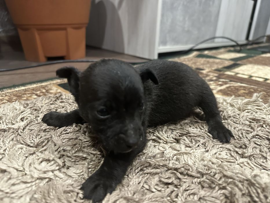 Віддам у добрі руки двох цуценят (дівчатка), безкоштовно