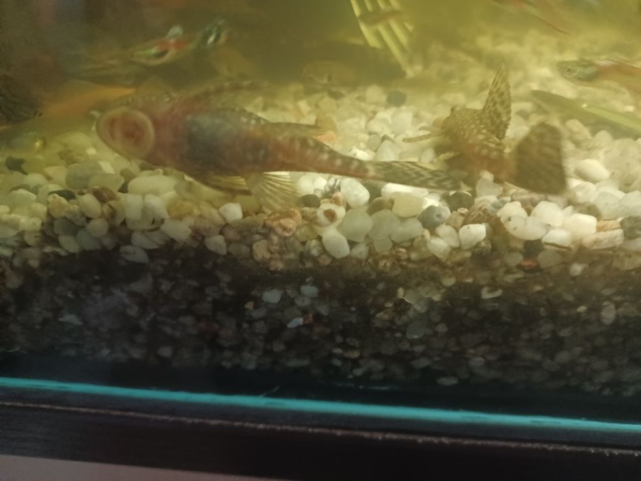 Zbrojnik niebieski  6 cm - samice