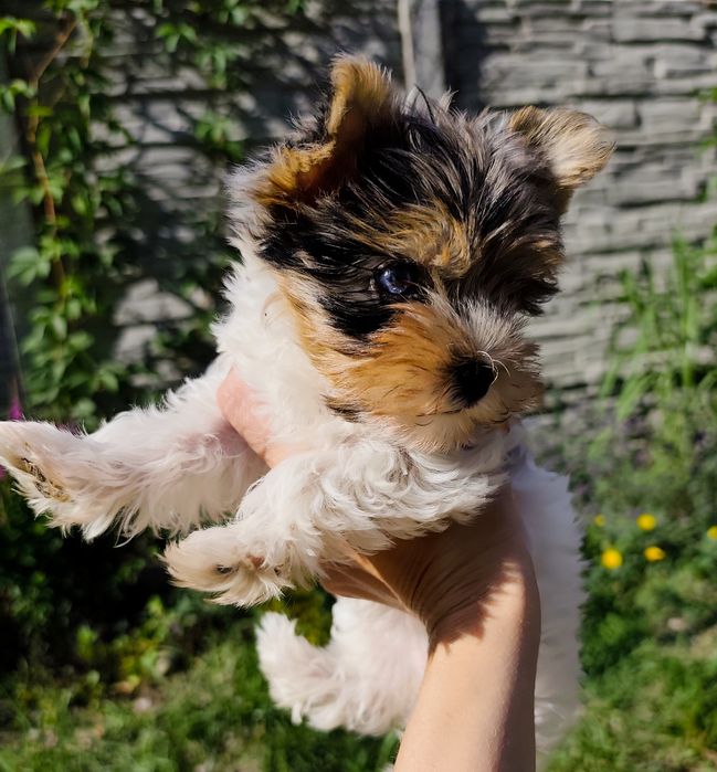 Sunia Yorkshire terrier malutka XXS  Blueberry gotowa do odbioru !