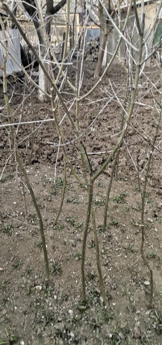 Бобовник  (золотий дощ)