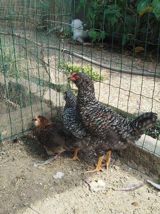 Três galos nascidos de ovos azuis