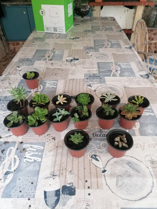 Suculentas várias qualidades