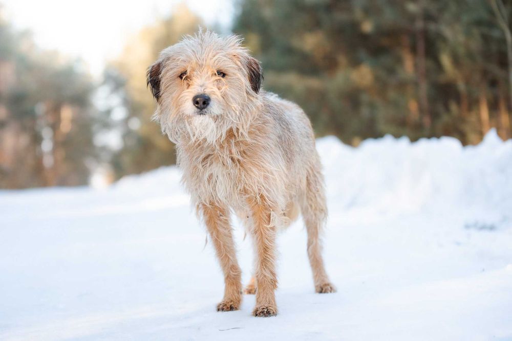 SAFFY - przemilutki, terierkowy psiaczek o łagodnych oczkach