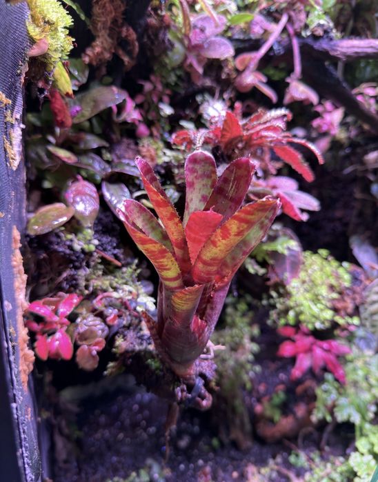 Neoregelia do terrarium
