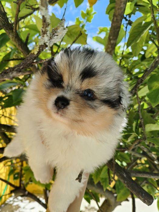 Spitz alemão Blue Merle