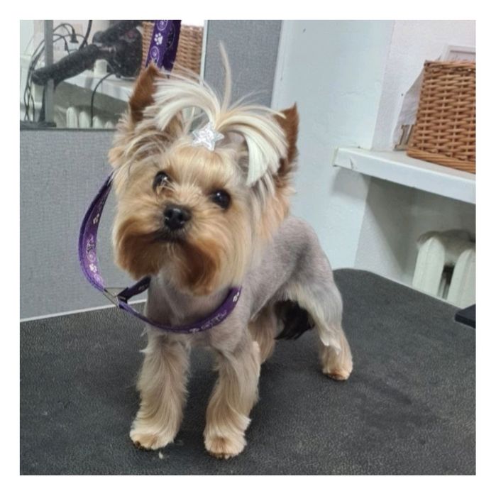 Стрижка собак, купання, триммінг, Львів