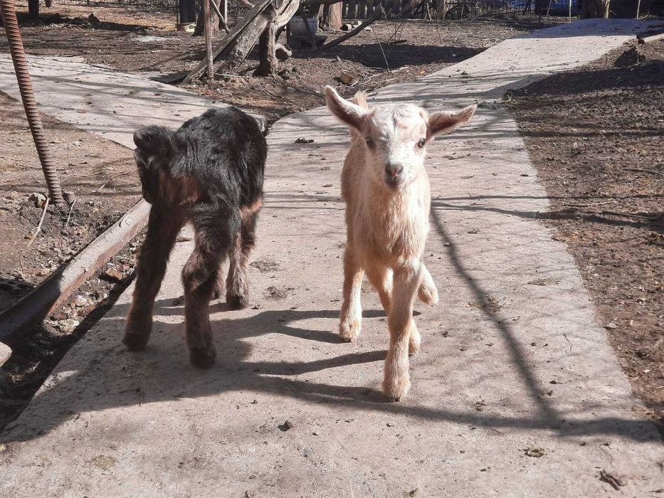 Продаються козенята