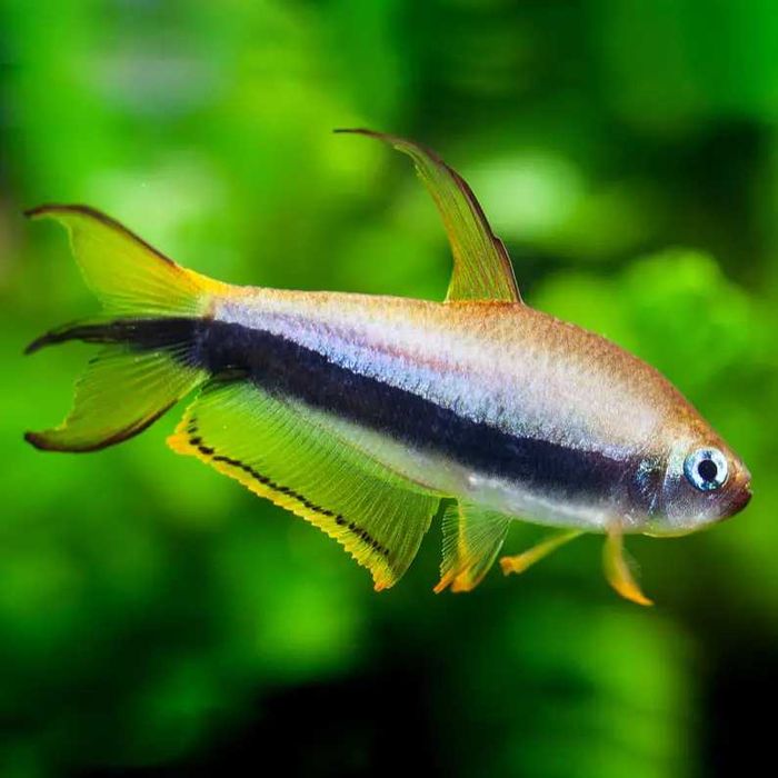 Tetra cesarska 3-4cm