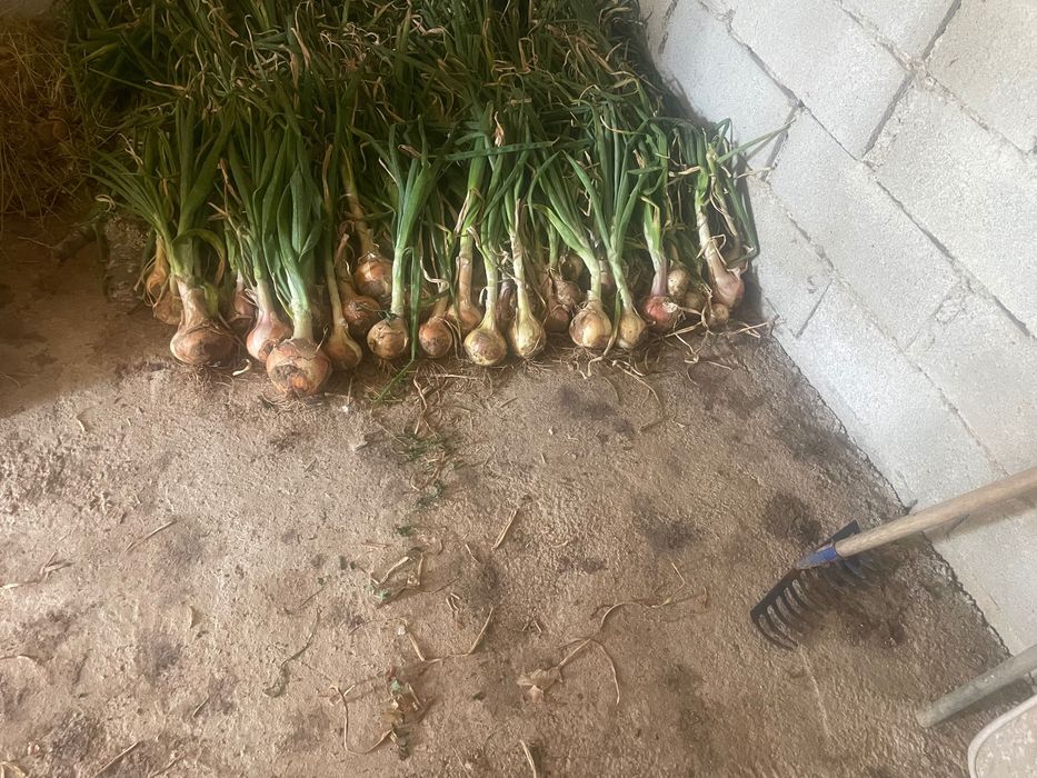 Vendo cebolas novas