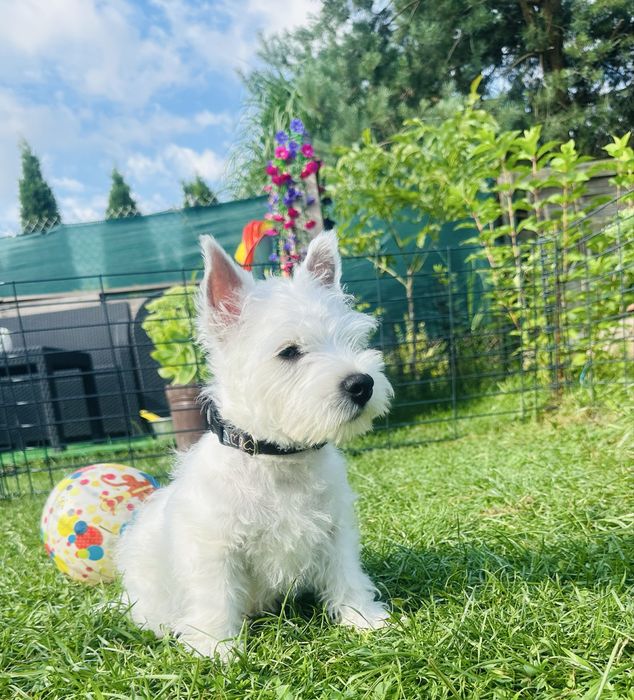 West Highland White Terrier