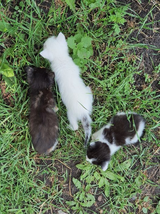 Віддамо трьох кішечок у добрі руки — 2 місяці, грайливі та здорові