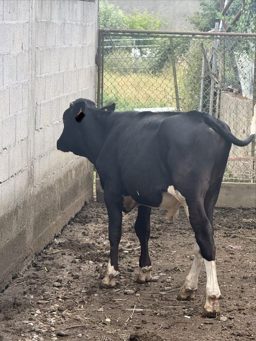 Vitelos com 9 meses