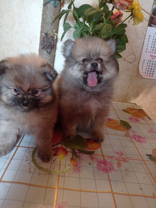 Мини померанский шпиц.