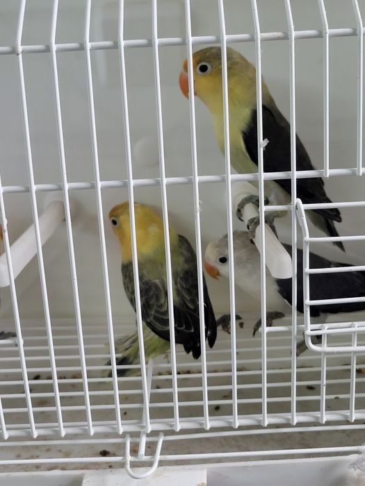 Aves para cedência