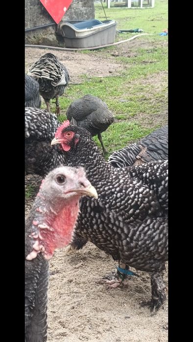 Ovos caseiros de aves