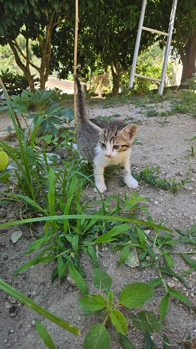 Doam-se Gatinhos de 2 meses