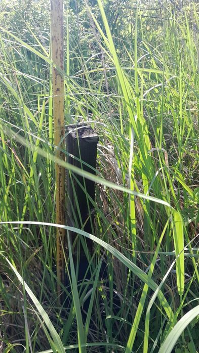 Ділянка для вирощування енергетичної верби для власних потреб