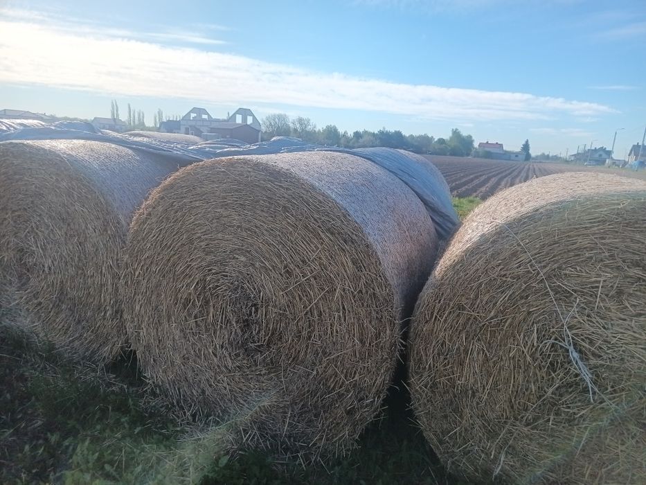 Słoma duże bele 150cm