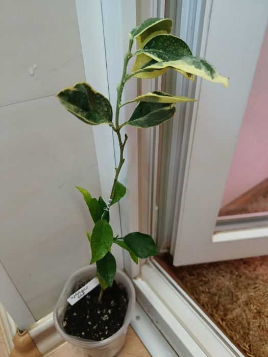 Апельсин аранцио вариегатный