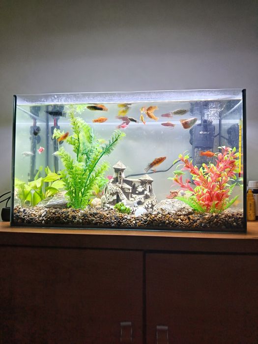 Posiadam akwarium 60l