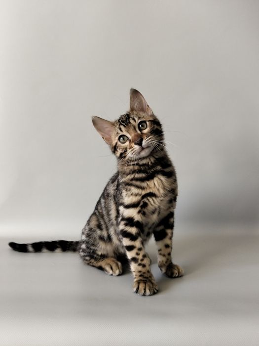 Бенгальські котенята