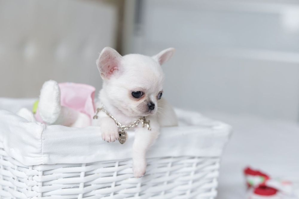 Tea cup mikro chłopak chihuahua fci