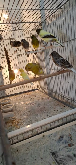 Canários Timbrado Espanhol