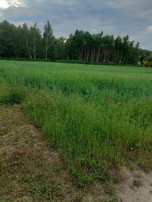 Działka budowlana 2200m² - Widok 2
