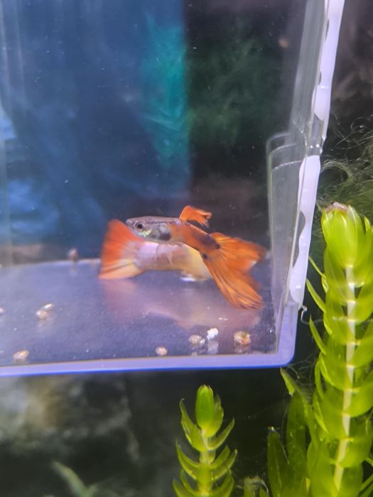 Guppys Bebes Variados