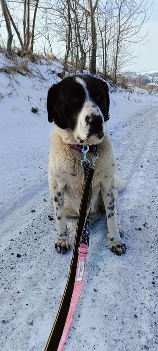Duża, młoda suczka szuka domu