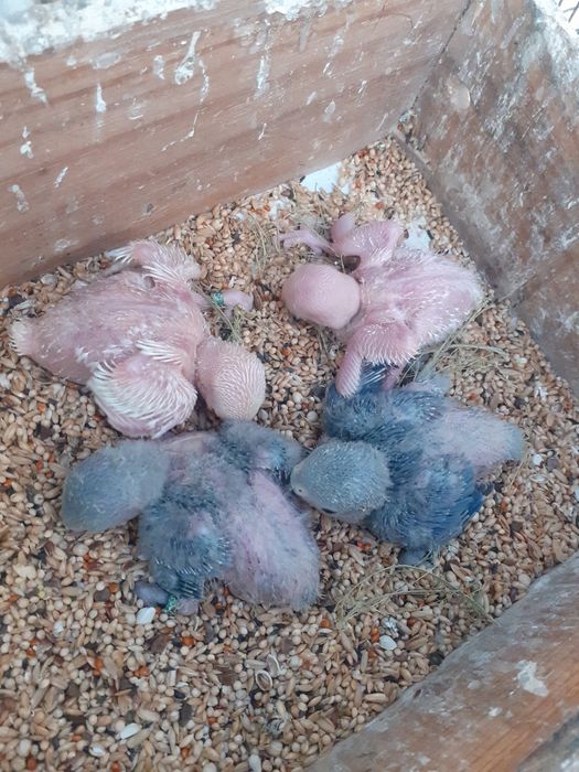 Agapornis Bebés para acabar de criar à mão  a 5 papas por dia