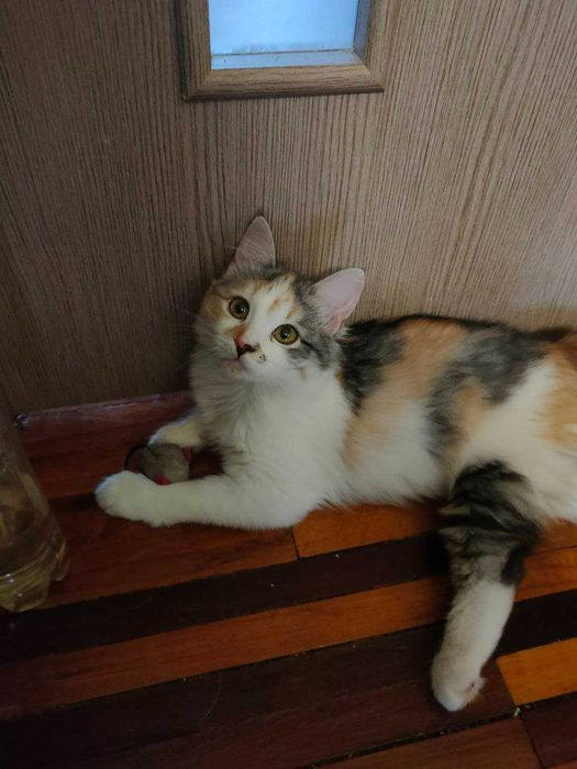 Чудесные котята девочки возраст около 4,5 месяцев ищут дом!