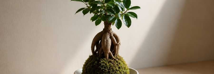 Plantas naturais em vidro