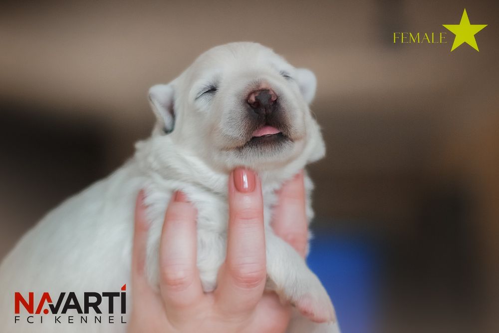 Дівчинка білої швейцарської вівчарки (БШВ/БШО) документи  КСУ-FCI