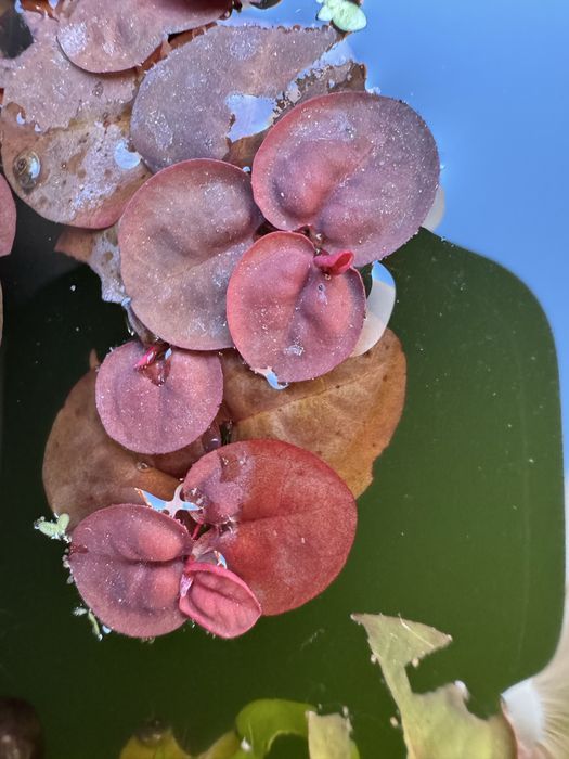 Plantas Flutuantes Red Root Floater – Porção Fresca a 5,00€