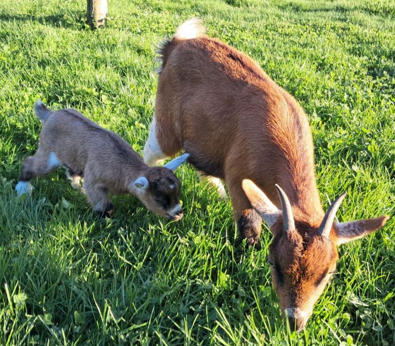 Casal de cabras anãs e filhote