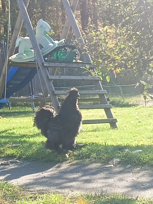 Kury koguty silki USA