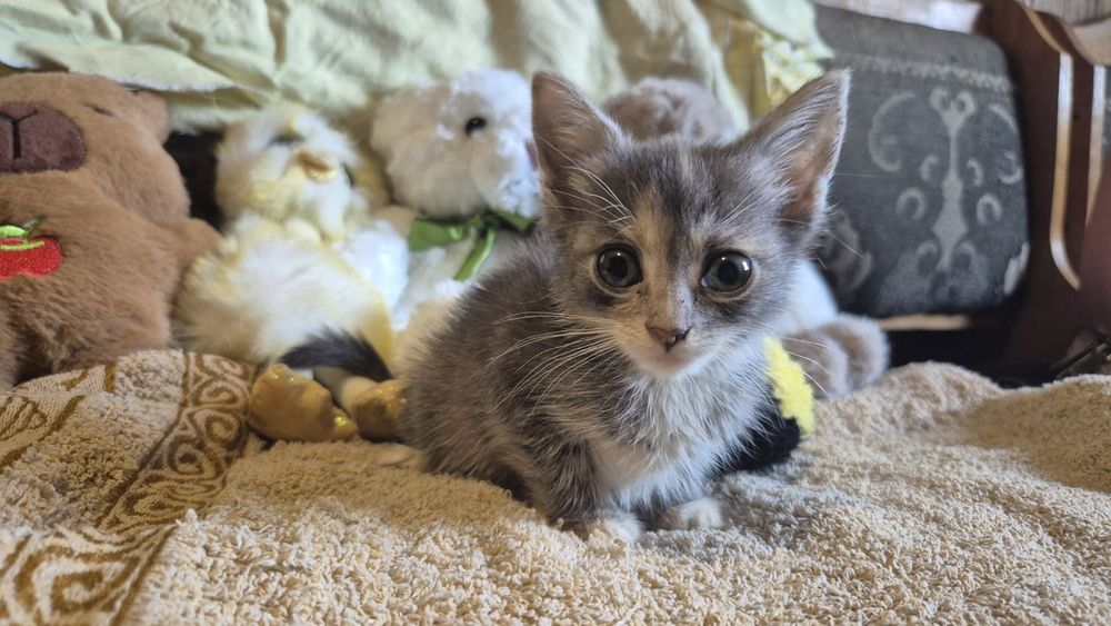 Котята кошенята котики