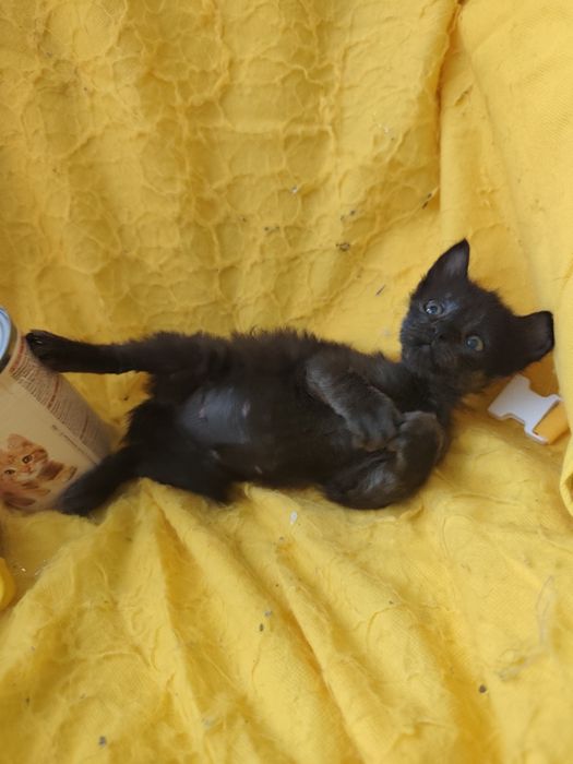 Kociaki do adopcji