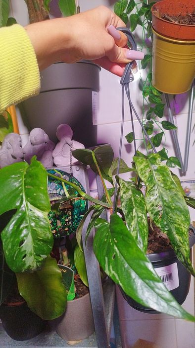 Epripemnum pinnatum albo variegata