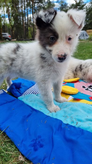 Border Collie suczka blue merle