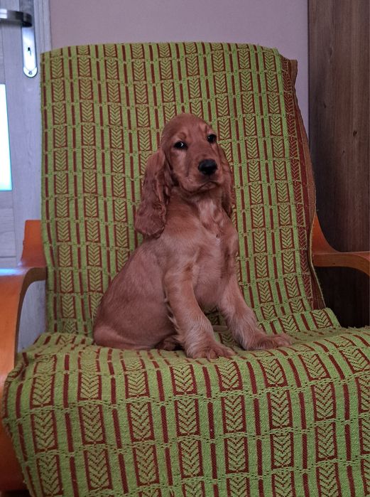 Cocker Spaniel angielski Suczka