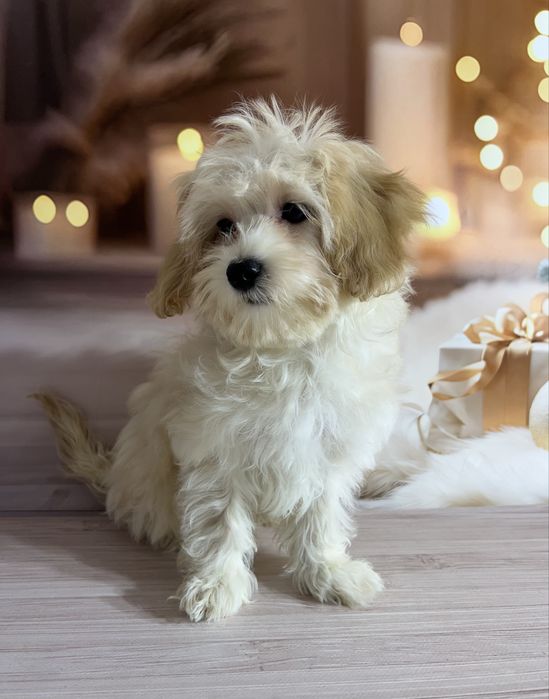 Мальтіпу Ф1. Дівчинка в Києві