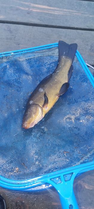 Narybek i kroczek amura