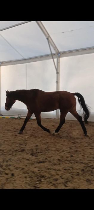 Sprzedam konia  wałacha !!!