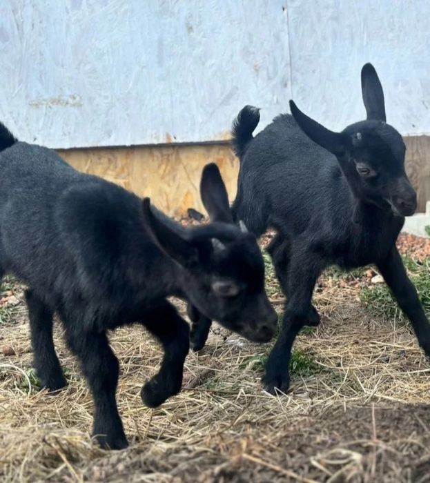 100% козлик Мурсіано Гренадіна